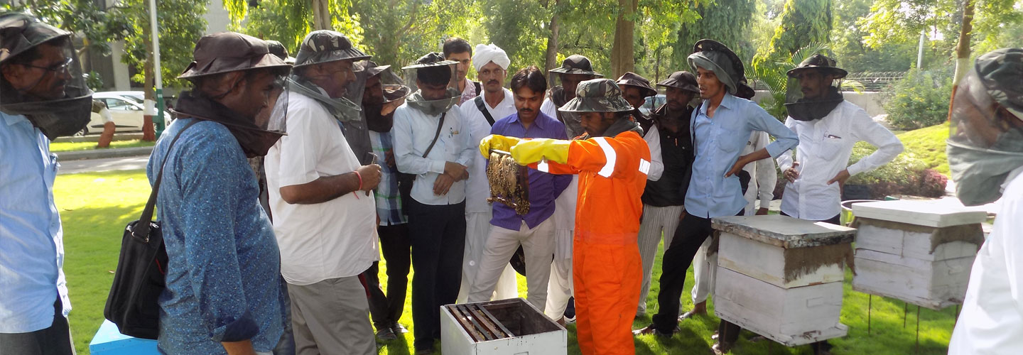 bee keeping India,bee keepig chattisgarh, gujrat, madhya pradesh, bee keeping, bee keeping 
