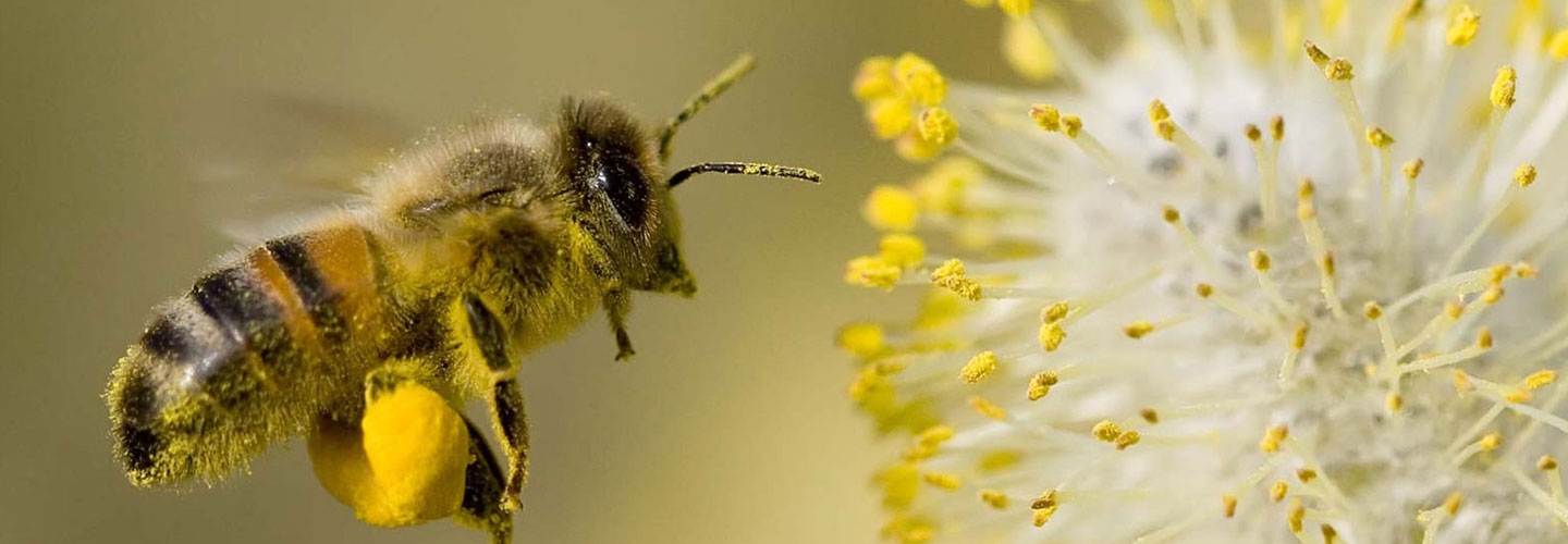 practical training of farmers/beekeeper, bee keeping
