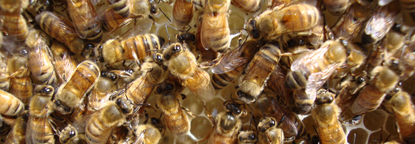 practical training of farmers/beekeeper, bee keeping
